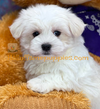 Load image into Gallery viewer, Biscuit - Maltese puppy - is currently on hold
