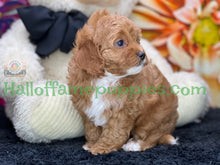 Load image into Gallery viewer, Juliet a F1b Mini Cava poo puppy
