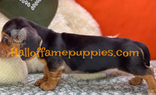 Load image into Gallery viewer, Commander is a Short hair Mini Dachshund
