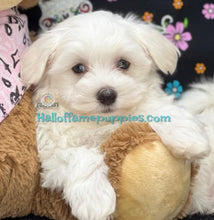 Load image into Gallery viewer, Romeo - Maltese
