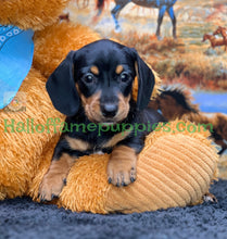 Load image into Gallery viewer, Montana is a Miniature short hair Dachshund puppy
