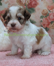 Load image into Gallery viewer, Loverboy - A hypoallergenic Havanese puppy

