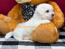 Load image into Gallery viewer, Dreamboat Annie - Bichon Frise puppy
