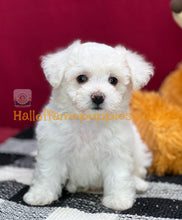 Load image into Gallery viewer, Dreamboat Annie - Bichon Frise puppy
