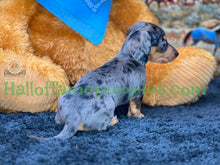 Load image into Gallery viewer, Shiloh is a short hair miniature silver dapple Dachshund!
