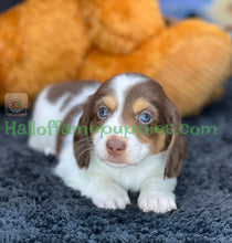 Load image into Gallery viewer, Annie is a long hair miniature Sable Piebald Dachshund puppy!
