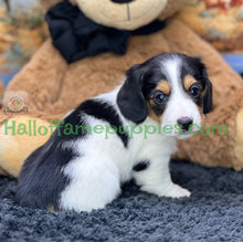 Load image into Gallery viewer, Faith is a long hair miniature Sable Piebald Dachshund puppy!
