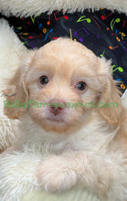 Load image into Gallery viewer, Blondie is an F1b Minnie Aussiedoodle
