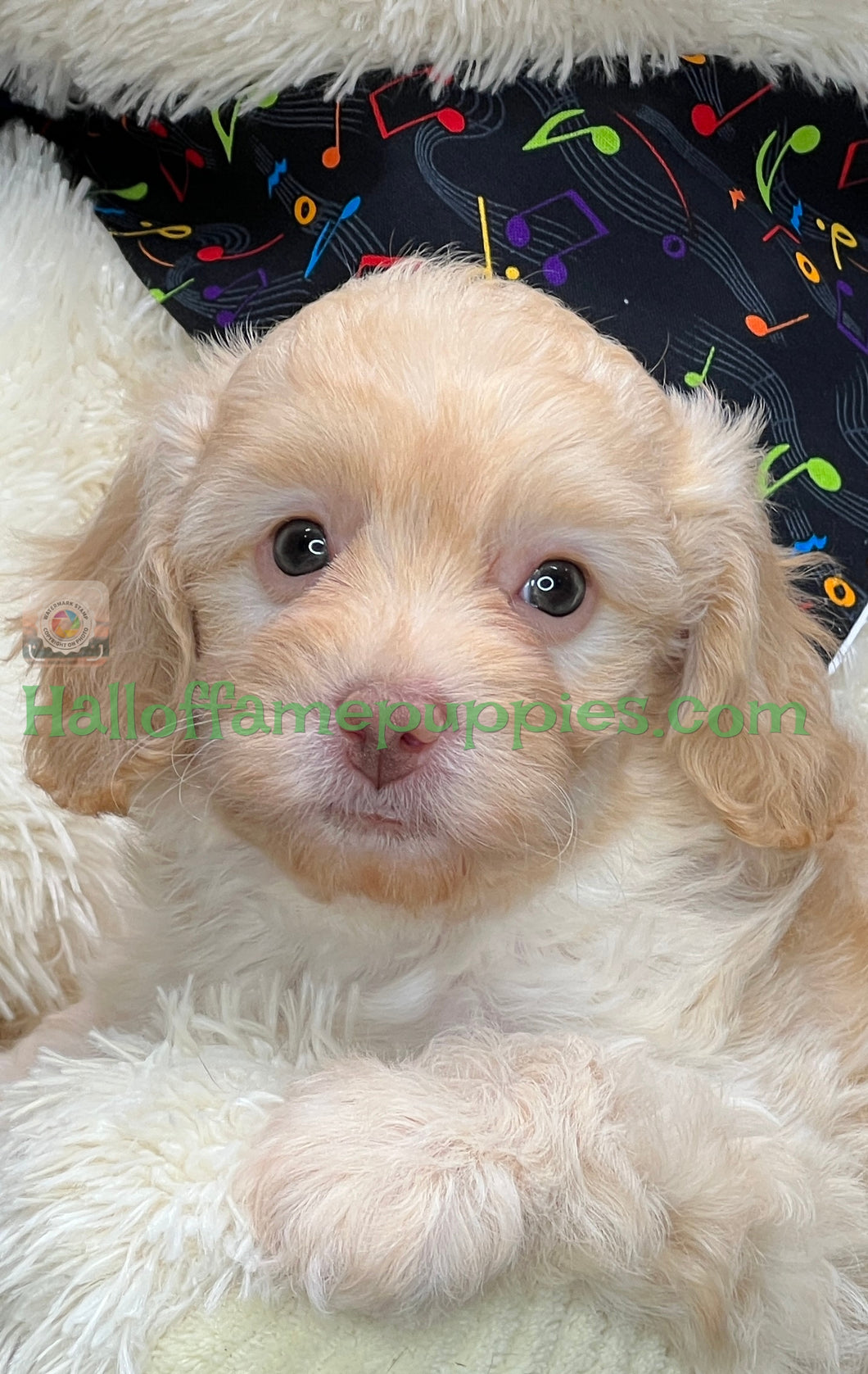 Blondie is an F1b Minnie Aussiedoodle