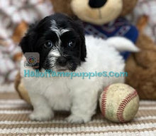 Load image into Gallery viewer, Mickey - Shih-poo
