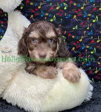 Load image into Gallery viewer, Creed is an F1b Mini Aussiedoodle - has been adopted!  Merry Christmas!
