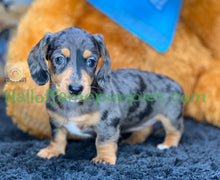 Load image into Gallery viewer, Shiloh is a short hair miniature silver dapple Dachshund!
