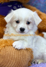 Load image into Gallery viewer, Giblet - Maltese puppy
