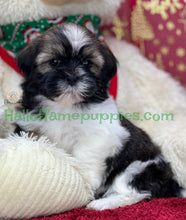 Load image into Gallery viewer, Holly - A hypoallergenic Shih tzu puppy
