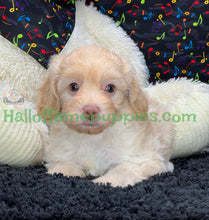 Load image into Gallery viewer, Blondie is an F1b Minnie Aussiedoodle
