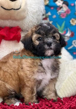 Load image into Gallery viewer, Diamond - Shih-poo - hypoallergenic puppy
