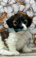 Load image into Gallery viewer, Kiki - Shih-poo - has found a new home
