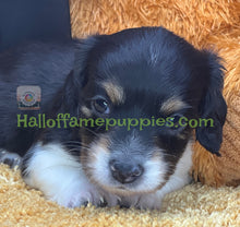 Load image into Gallery viewer, Jimmy is a Sable Piebald Long hair Mini Dachshund
