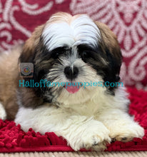 Load image into Gallery viewer, Ferrari - is a hypoallergenic Shih tzu puppy -  has been sold
