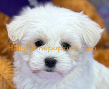 Load image into Gallery viewer, Biscuit - Maltese puppy - is currently on hold
