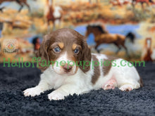 Load image into Gallery viewer, &quot;Jesse is a stunning Sable Piebald Long Hair Miniature Dachshund puppy&quot;
