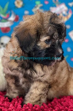 Load image into Gallery viewer, Jade - Shih-poo - hypoallergenic puppy
