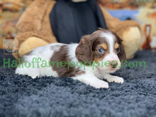 Load image into Gallery viewer, Belle is a long hair brown and white miniature Piebald Dachshund puppy - has found a new forever home!
