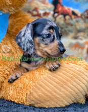 Load image into Gallery viewer, Dixie is a short hair miniature silver dapple Dachshund
