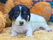 Load image into Gallery viewer, Patron is a Sable Piebald Mini Dachshund
