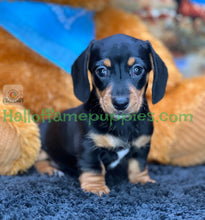 Load image into Gallery viewer, Montana is a Miniature short hair Dachshund puppy
