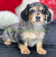 Load image into Gallery viewer, Shiloh is a long hair Silver Dapple Miniature Dachshund - has been adopted
