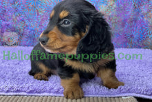 Load image into Gallery viewer, Ivy is a long hair Black and Tan Miniature Dachshund
