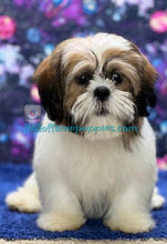 Load image into Gallery viewer, Cosmo - A hypoallergenic Shih tzu puppy
