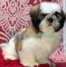 Load image into Gallery viewer, Hummer - is a hypoallergenic Shih tzu puppy
