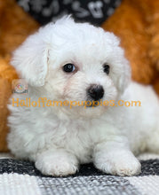 Load image into Gallery viewer, Ambrosia - Bichon Frise puppy
