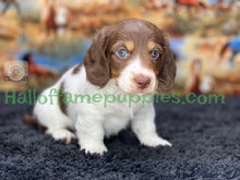 Load image into Gallery viewer, &quot;Jesse is a stunning Sable Piebald Long Hair Miniature Dachshund puppy&quot;
