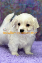 Load image into Gallery viewer, Giblet - Maltese puppy
