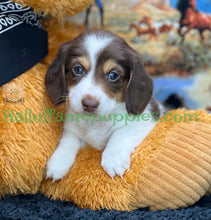 Load image into Gallery viewer, Annie is a long hair miniature Sable Piebald Dachshund puppy!
