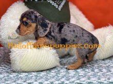 Load image into Gallery viewer, Oceane is a short hair dapple miniature Dachshund
