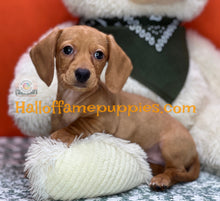 Load image into Gallery viewer, Jenny is a short hair miniature Dachshund puppy
