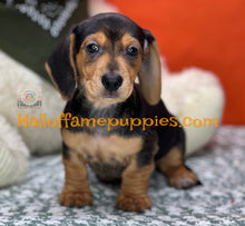 Load image into Gallery viewer, Commander is a Short hair Mini Dachshund
