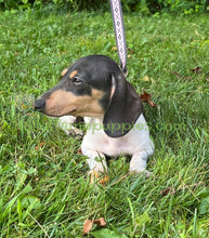 Load image into Gallery viewer, &quot;Rebel&quot; A Short hair Sable Piebald Mini Dachshund
