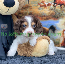 Load image into Gallery viewer, Belle is a long hair brown and white miniature Piebald Dachshund puppy - has found a new forever home!
