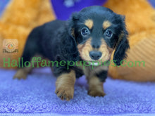 Load image into Gallery viewer, Ivy is a long hair Black and Tan Miniature Dachshund
