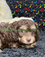 Load image into Gallery viewer, Creed is an F1b Mini Aussiedoodle - has been adopted!  Merry Christmas!
