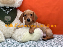 Load image into Gallery viewer, Lieutenant Dan is a Short hair Mini Dachshund
