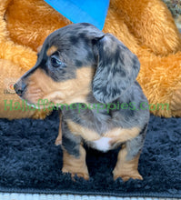 Load image into Gallery viewer, Shiloh is a short hair miniature silver dapple Dachshund!
