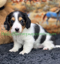 Load image into Gallery viewer, Faith is a long hair miniature Sable Piebald Dachshund puppy!
