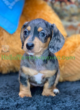 Load image into Gallery viewer, Shiloh is a short hair miniature silver dapple Dachshund!
