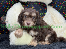 Load image into Gallery viewer, Creed is an F1b Mini Aussiedoodle - has been adopted!  Merry Christmas!
